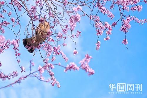 合肥小程序開發(fā)資訊